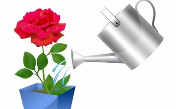 Caring for a rose in a pot