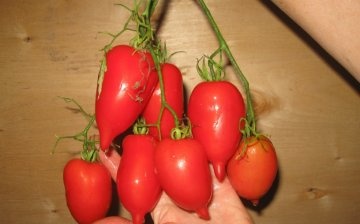 أسطورة الطماطم تاراسينكو