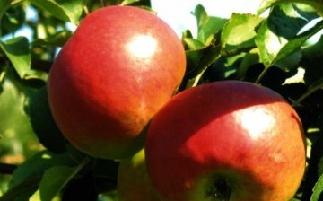 وصف صنف شجرة التفاح "Zhigulevskoe"