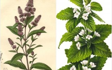 How to distinguish mint from lemon balm in appearance?