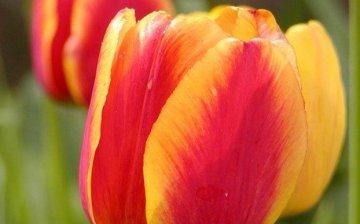 Tulip Apeldoorn
