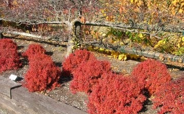 Barberry Golden Ruby