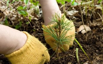 Spruce planting