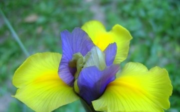 Iris olandeză