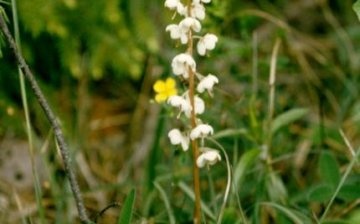 General information about wintergreen herb