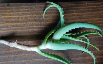 Cum să plantați în mod corespunzător o plantă de aloe fără rădăcini