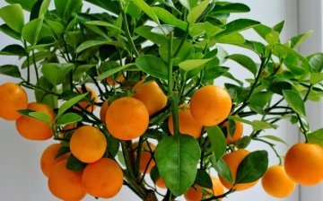 Description of the tangerine tree