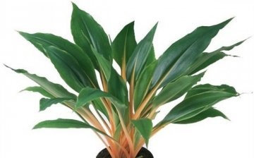 What does a houseplant look like?