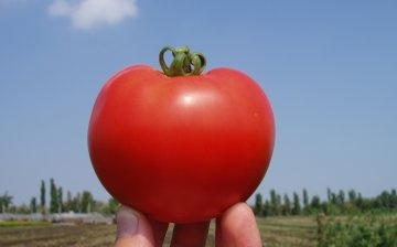 طماطم Bagheera F1