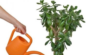 Tipy pro péči o rostliny