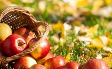 The best varieties of apple trees for the Moscow region