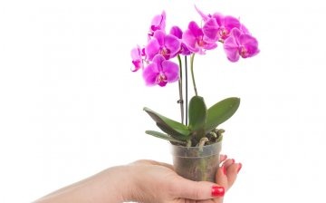 Phalaenopsis mini orchidea