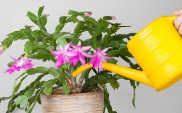 Jak se správně starat o rostlinu?