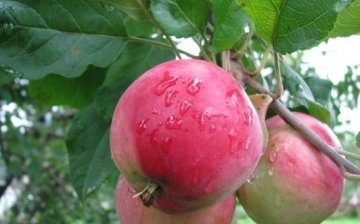 التفاح شجرة بريانسك الوردي