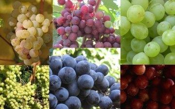 Frost-resistant grape varieties