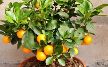 Indoor tangerine