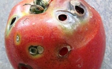 آفات الطماطم