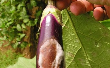 Diseases of eggplant