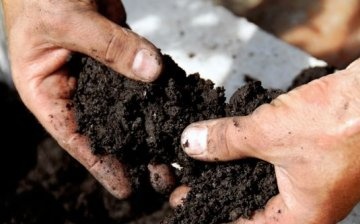 Biological method of soil disinfection