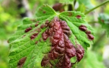 Diseases and pests of black currant