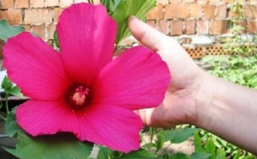 General information about hibiscus herbaceous