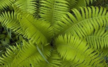 Variety of ferns in nature