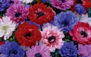 Types of anemones: crown anemone