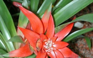 Feature of bromeliads