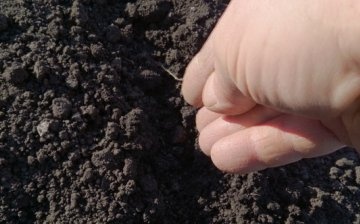 Planting onion seeds in open ground