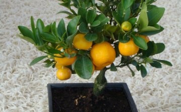 How to pinch and trim a mandarin?