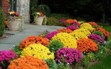 Flori pentru paturi de flori în țară