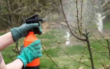 Preparations and folk remedies for garden pests