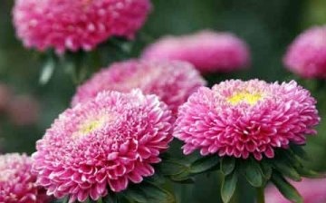 Types and varieties of asters