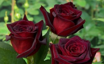 Populární odrůdy zahradních růží