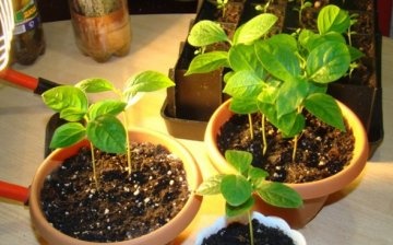 Seedling care rules before transplanting into open ground