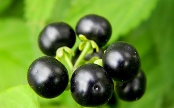 Caracteristicile externe ale blueberry forte