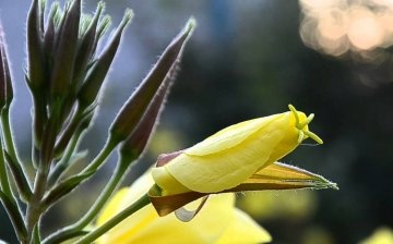 أنواع زهرة الربيع المسائية