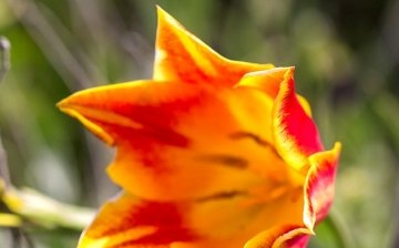 Shrenk tulipánőre