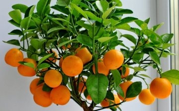 Description of indoor tangerine