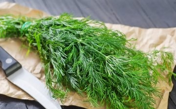The use of dill in cooking