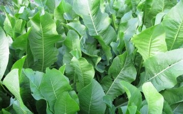 Composition and properties of horseradish leaves