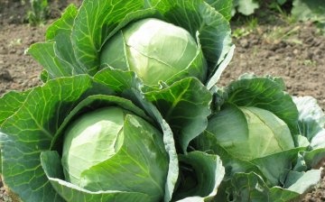 Description of the Nozomi cabbage variety