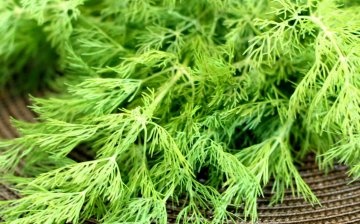 Dill varieties for growing