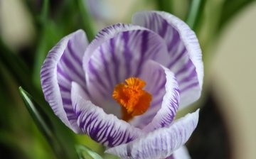 The best varieties of crocuses for forcing