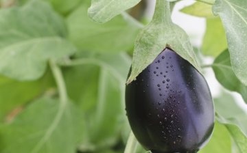 Eggplant care in the greenhouse