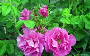 Rózsa termesztési módszerek