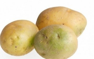 Reasons for greening potato tubers