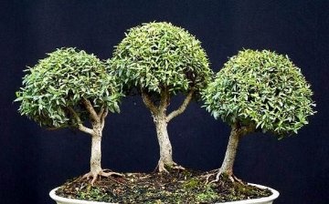 Popis bonsai myrty