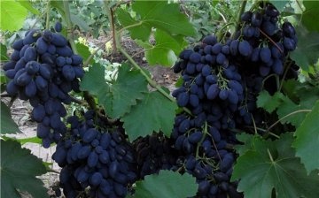 Characteristics of Viking grapes