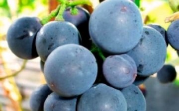 Taiga grapes